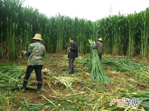 南方农村田里种植什么好,南方农村养殖什么比较好