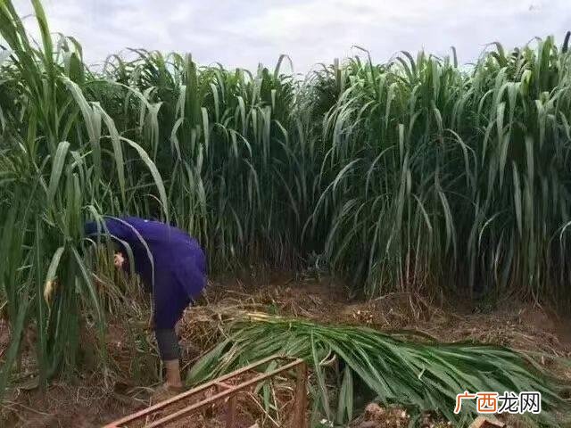 南方农村田里种植什么好,南方农村养殖什么比较好