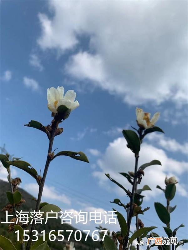 上海和深圳哪个适合创业 上海适合学生创业吗