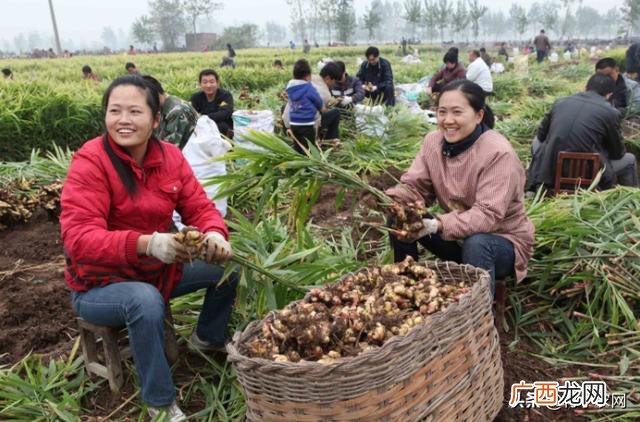 2021年适合农村干的生意 2021年适合做什么小生意