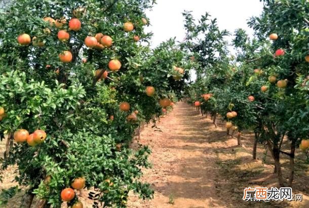 2021年适合农村干的生意 2021年适合做什么小生意