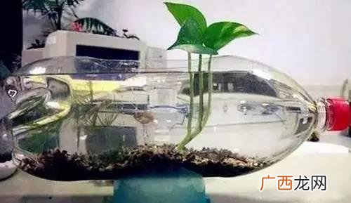 创意种植 废旧 创业花盆图片