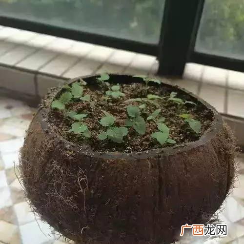 创意种植 废旧 创业花盆图片