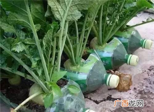 创意种植 废旧 创业花盆图片