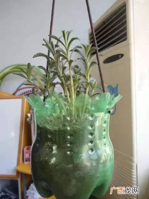 创意种植 废旧 创业花盆图片