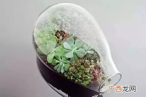 创意种植 废旧 创业花盆图片