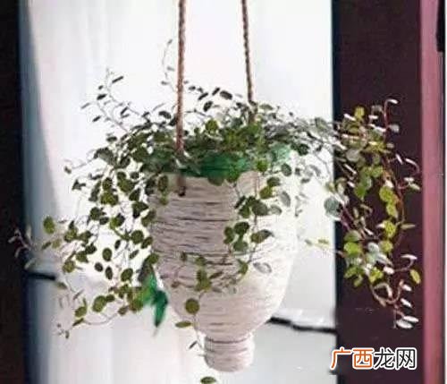 创意种植 废旧 创业花盆图片