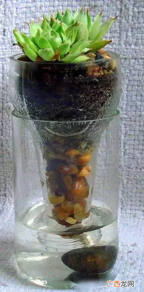 创意种植 废旧 创业花盆图片