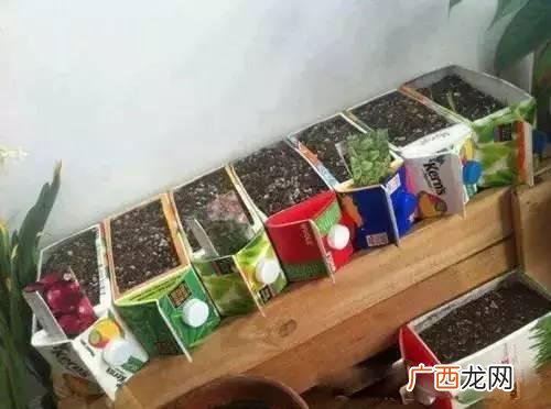 创意种植 废旧 创业花盆图片