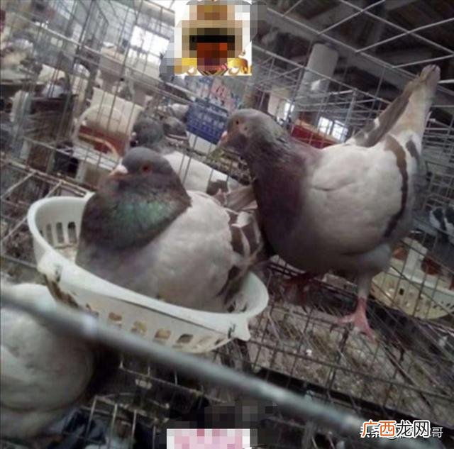 养鸽子致富视频,创业养鸽子