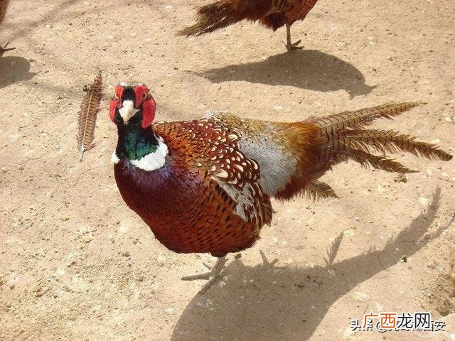 土鸡养殖计划书摘要 养殖鸡创业计划书