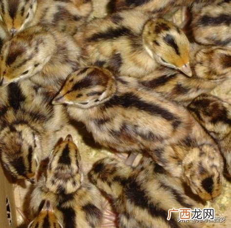 土鸡养殖计划书摘要 养殖鸡创业计划书