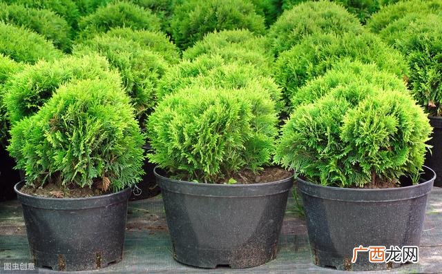 园林绿化工程施工技术规范,园林绿化工程施工及验收规范