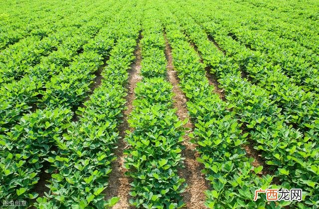 园林绿化工程施工技术规范,园林绿化工程施工及验收规范