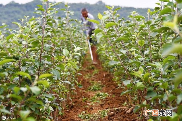 园林绿化工程施工技术规范,园林绿化工程施工及验收规范