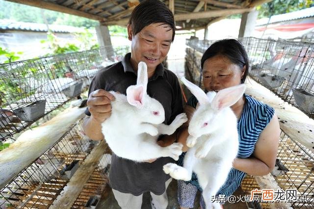 家庭养兔多少只赚钱 创业养兔子赚钱吗