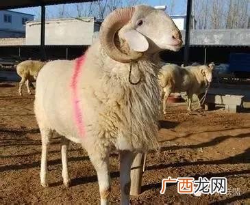 养羊能挣钱吗-有前景吗-,创业养羊赚钱吗