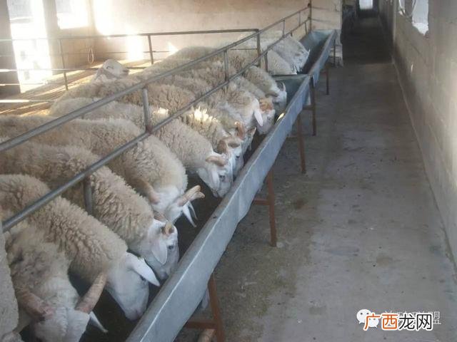 养羊能挣钱吗-有前景吗-,创业养羊赚钱吗