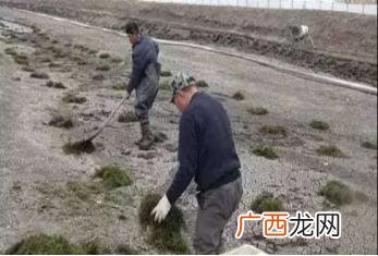 家里如何养龙虾,家里如何养虾