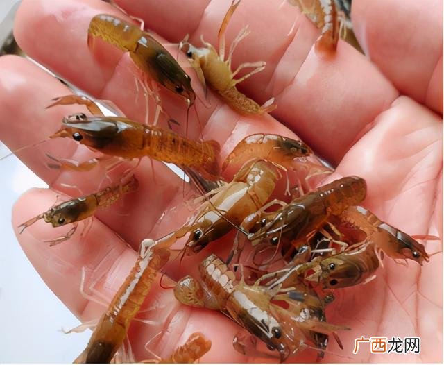 家里如何养龙虾,家里如何养虾