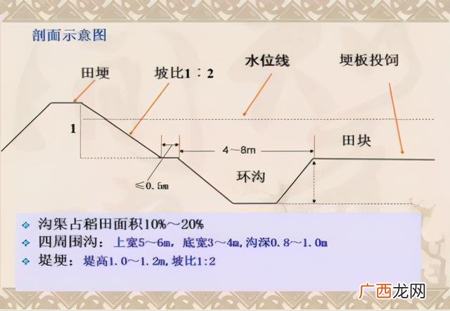 家里如何养龙虾,家里如何养虾