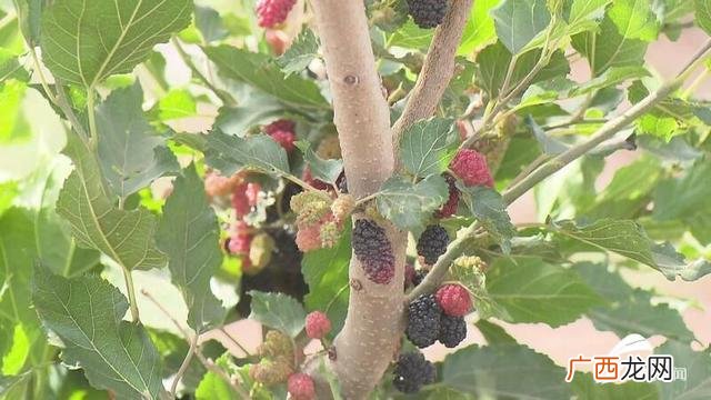 农村养牛风险大吗,回乡创业养牛资金怎么办