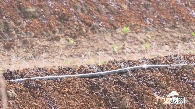 农村养牛风险大吗,回乡创业养牛资金怎么办