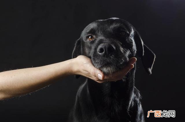 什么颜色狗最好 养什么颜色狗最好