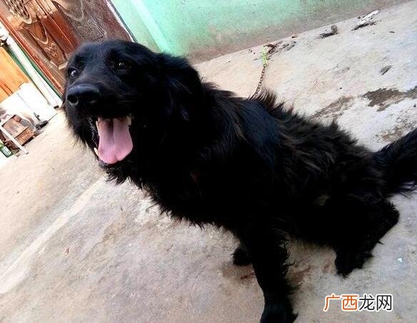 什么颜色狗最好 养什么颜色狗最好