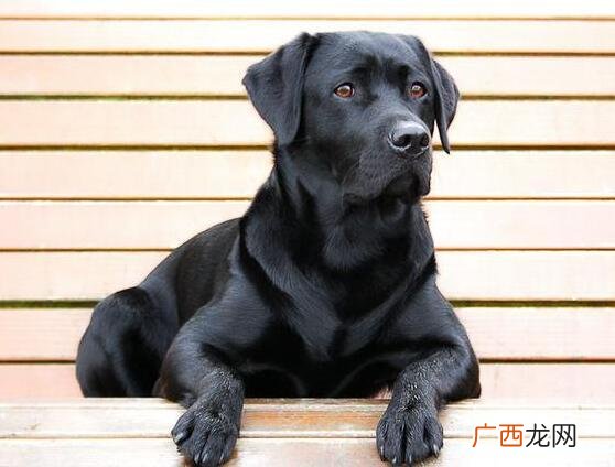 什么颜色狗最好 养什么颜色狗最好