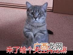 什么颜色狗最好 养什么颜色狗最好