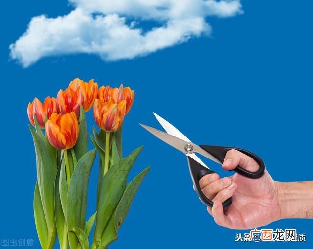城市园林绿化资质,绿化资质证书