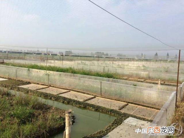 农村创业致富小项目 青蛙养殖创业计划书