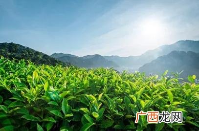 大学生特色茶吧创业计划书,关于茶的创新创业