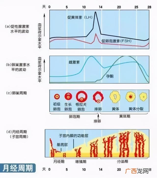 女性激素6项,女性激素六项分别说明什么