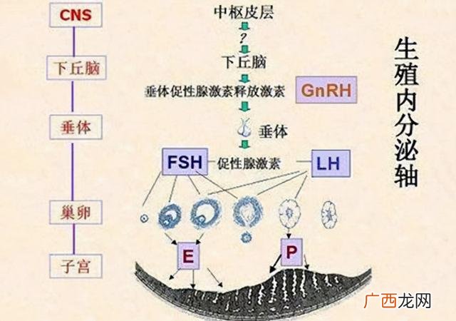 女性激素6项,女性激素六项分别说明什么