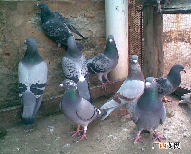 家庭养殖什么最挣钱,一万元养殖创业