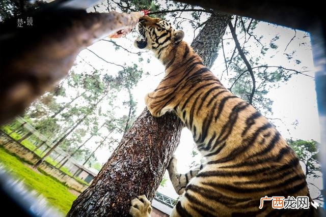 描写猴子走钢丝的句子 小猴走钢丝