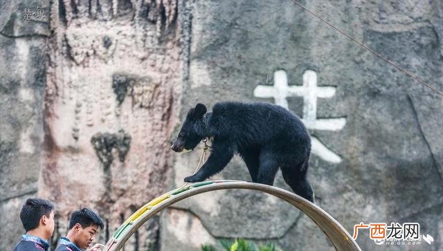 描写猴子走钢丝的句子 小猴走钢丝