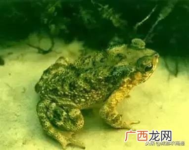 养殖蟾蜍哪家好些 养殖蟾蜍的前景