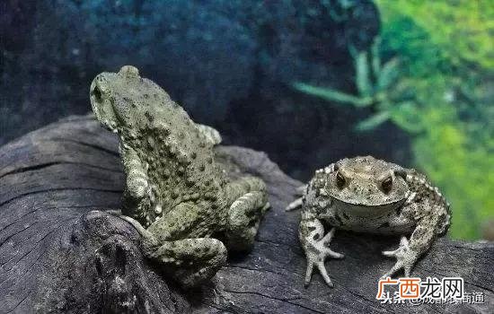 养殖蟾蜍哪家好些 养殖蟾蜍的前景