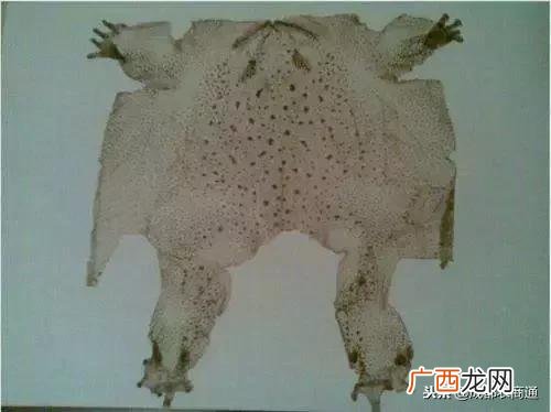 养殖蟾蜍哪家好些 养殖蟾蜍的前景
