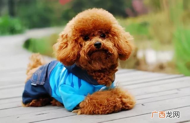 怎么形容小狗的外表 小狗长什么样子怎么写