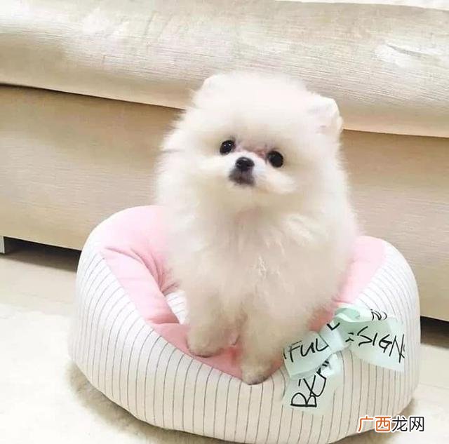 怎么形容小狗的外表 小狗长什么样子怎么写