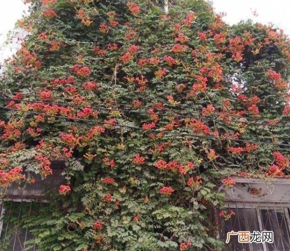 比较好养的花,想养花,养什么好