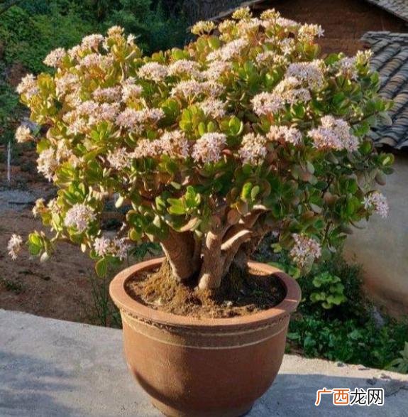 比较好养的花,想养花,养什么好