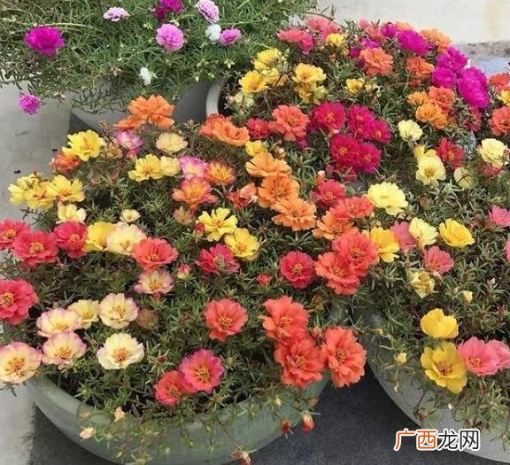 比较好养的花,想养花,养什么好