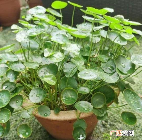 比较好养的花,想养花,养什么好