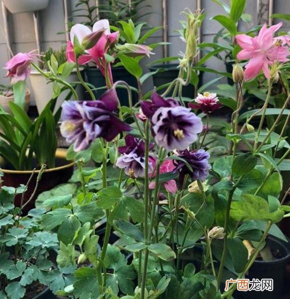 比较好养的花,想养花,养什么好