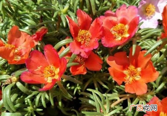 比较好养的花,想养花,养什么好